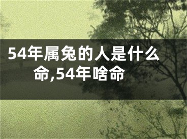 54年属兔的人是什么命,54年啥命