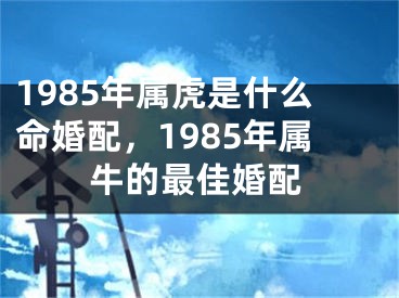 1985年属虎是什么命婚配，1985年属牛的最佳婚配