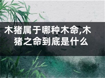 木猪属于哪种木命,木猪之命到底是什么