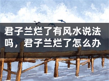 君子兰烂了有风水说法吗，君子兰烂了怎么办