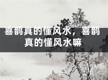 喜鹊真的懂风水，喜鹊真的懂风水嘛