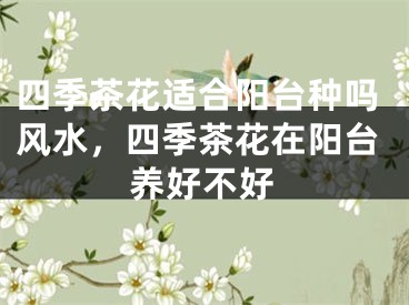 四季茶花适合阳台种吗风水,四季茶花在阳台养好不好