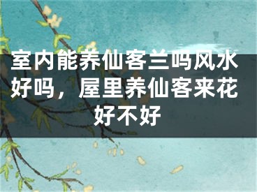 室内能养仙客兰吗风水好吗，屋里养仙客来花好不好
