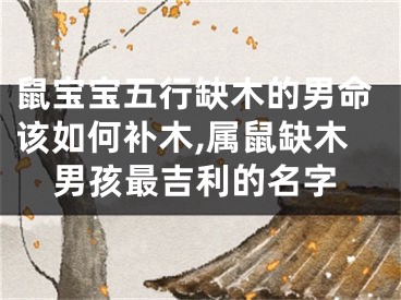 鼠宝宝五行缺木的男命该如何补木,属鼠缺木男孩最吉利的名字