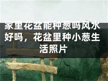 家里花盆能种葱吗风水好吗，花盆里种小葱生活照片