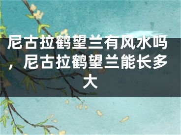 尼古拉鹤望兰有风水吗，尼古拉鹤望兰能长多大