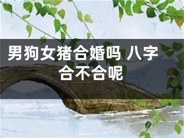 男狗女猪合婚吗 八字合不合呢