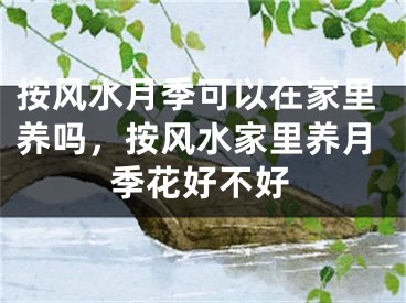 按风水月季可以在家里养吗，按风水家里养月季花好不好