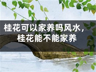 桂花可以家养吗风水，桂花能不能家养