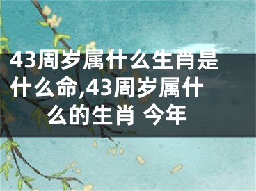 43周岁属什么生肖是什么命,43周岁属什么的生肖 今年