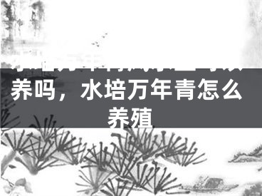 水培万年青风水上可以养吗，水培万年青怎么养殖