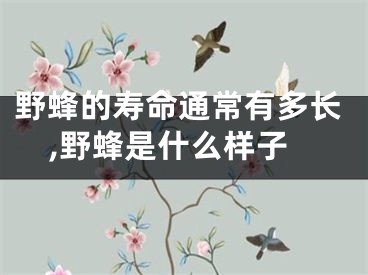 野蜂的寿命通常有多长,野蜂是什么样子