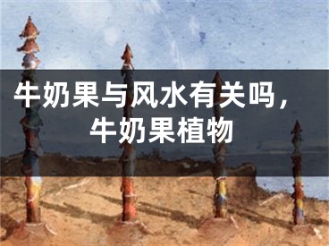 牛奶果与风水有关吗，牛奶果植物