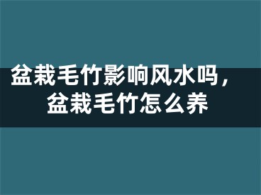 盆栽毛竹影响风水吗，盆栽毛竹怎么养