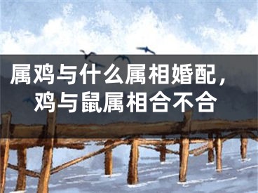 属鸡与什么属相婚配，鸡与鼠属相合不合