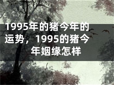 1995年的猪今年的运势，1995的猪今年姻缘怎样