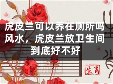 虎皮兰可以养在厕所吗风水,虎皮兰放卫生间到底好不好