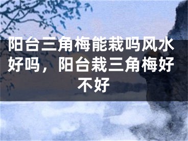 阳台三角梅能栽吗风水好吗,阳台栽三角梅好不好