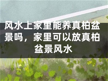 风水上家里能养真柏盆景吗，家里可以放真柏盆景风水