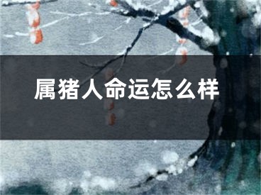 属猪人命运怎么样