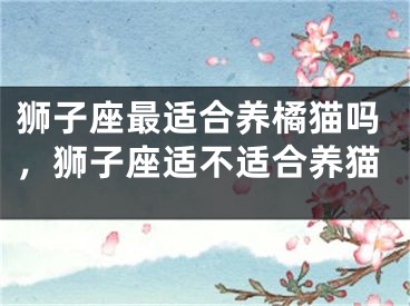 狮子座最适合养橘猫吗,狮子座适不适合养猫