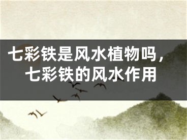 七彩铁是风水植物吗，七彩铁的风水作用