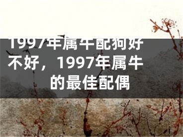 1997年属牛配狗好不好，1997年属牛的最佳配偶