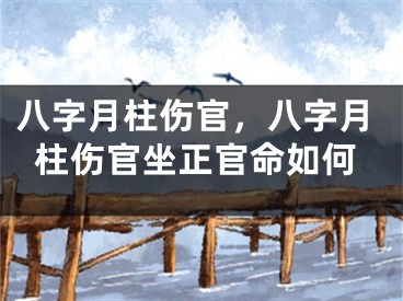 八字月柱伤官，八字月柱伤官坐正官命如何