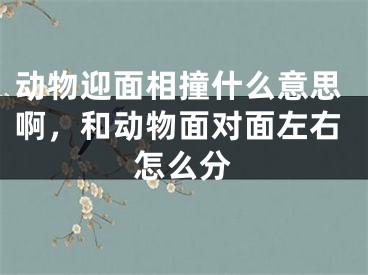 动物迎面相撞什么意思啊，和动物面对面左右怎么分