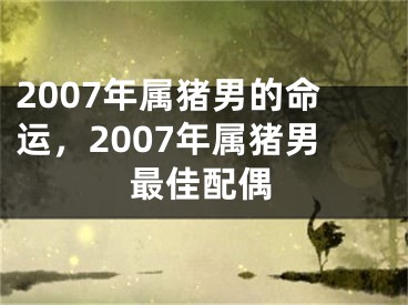 2007年属猪男的命运，2007年属猪男最佳配偶