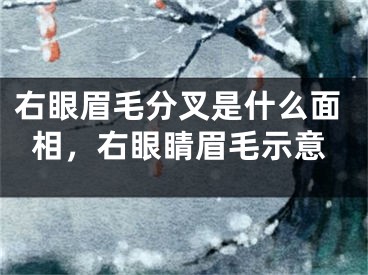 右眼眉毛分叉是什么面相，右眼睛眉毛示意
