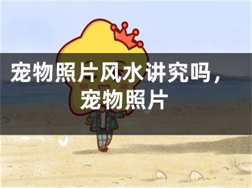 宠物照片风水讲究吗，宠物照片