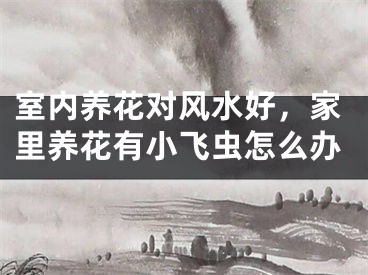 室内养花对风水好，家里养花有小飞虫怎么办