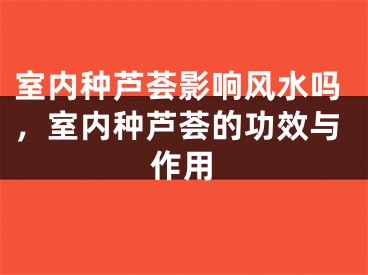 室内种芦荟影响风水吗，室内种芦荟的功效与作用