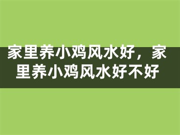 家里养小鸡风水好，家里养小鸡风水好不好