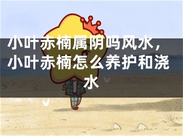 小叶赤楠属阴吗风水，小叶赤楠怎么养护和浇水