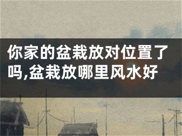 你家的盆栽放对位置了吗,盆栽放哪里风水好