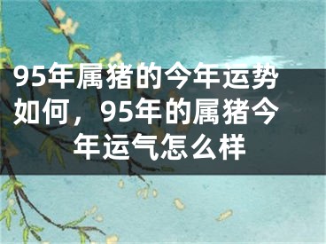 95年属猪的今年运势如何，95年的属猪今年运气怎么样