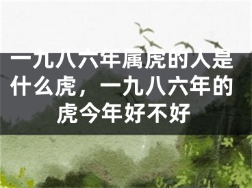 一九八六年属虎的人是什么虎，一九八六年的虎今年好不好