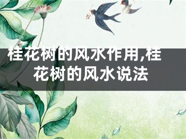 桂花树的风水作用,桂花树的风水说法