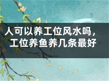 人可以养工位风水吗，工位养鱼养几条最好