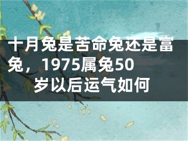 十月兔是苦命兔还是富兔,1975属兔50岁以后运气如何