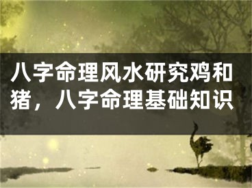 八字命理风水研究鸡和猪，八字命理基础知识