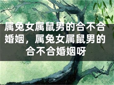 属兔女属鼠男的合不合婚姻，属兔女属鼠男的合不合婚姻呀
