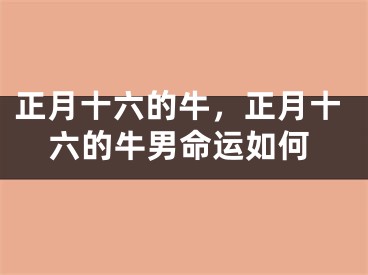 正月十六的牛，正月十六的牛男命运如何