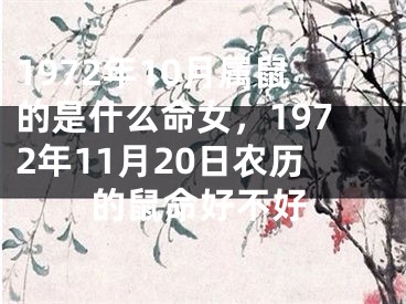1972年10月属鼠的是什么命女,1972年11月20日农历的鼠命好不好