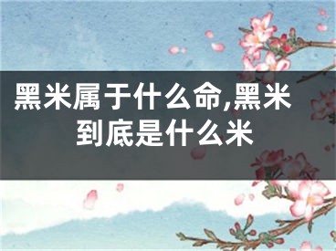 黑米属于什么命,黑米到底是什么米