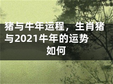 猪与牛年运程，生肖猪与2021牛年的运势如何