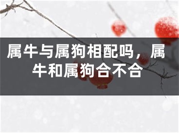 属牛与属狗相配吗，属牛和属狗合不合