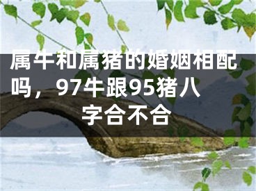属牛和属猪的婚姻相配吗，97牛跟95猪八字合不合